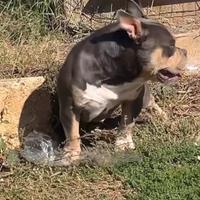 American bully pocket tricolor