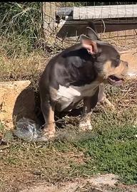 American bully pocket tricolor