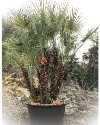 Palma Cespuglio (Chamaerops Humilis)