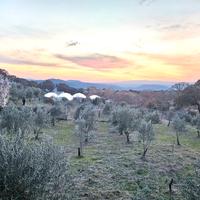 Olivi