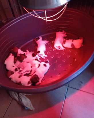 Jack Russell broken