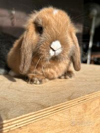 Conigli nani minilop