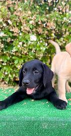 Labrador pedigree
