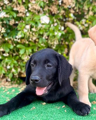 Labrador pedigree