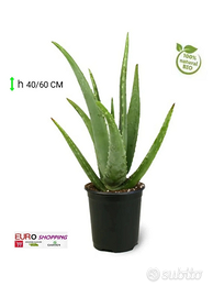 Pianta succulenta ALOE VERA 30/40cm in vaso