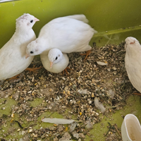 Quaglie cinesi