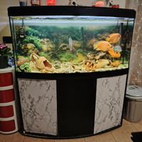 Acquario 250/300 litri compresi i pesci