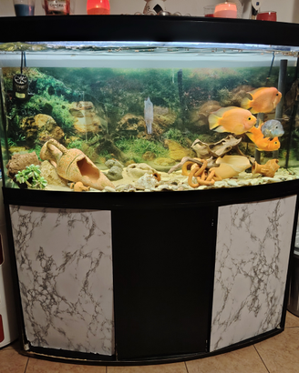 Acquario 250/300 litri compresi i pesci