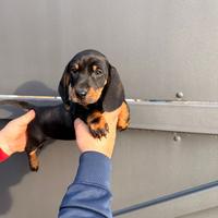 Cuccioli di bassotto nero focato