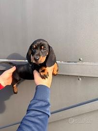Cuccioli di bassotto nero focato