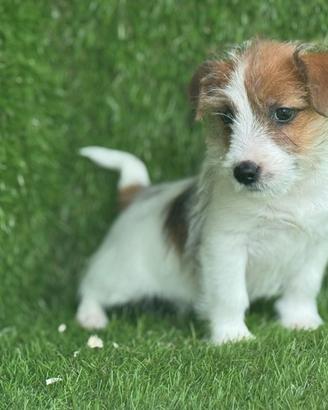 Jack Russell broken