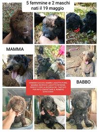 Cuccioli Lagotto/spinone