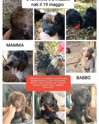 Cuccioli Lagotto/spinone