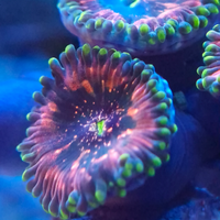 Zoanthus coralli molli