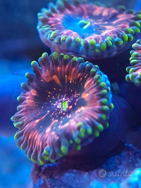 Zoanthus coralli molli