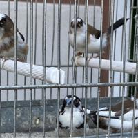 Passeri del Giappone