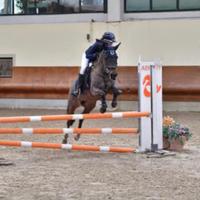 Pony olandese del 2014