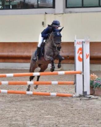 Pony olandese del 2014