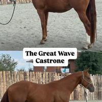 Castrone 3 anni con doc americani