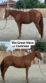 Castrone 3 anni con doc americani