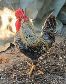 Gallo Legbar Golden