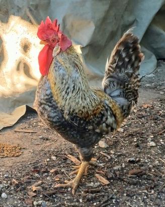 Gallo Legbar Golden