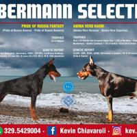 Dobermann