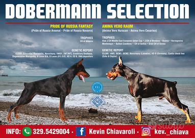 Dobermann