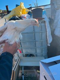 Galline livornesi