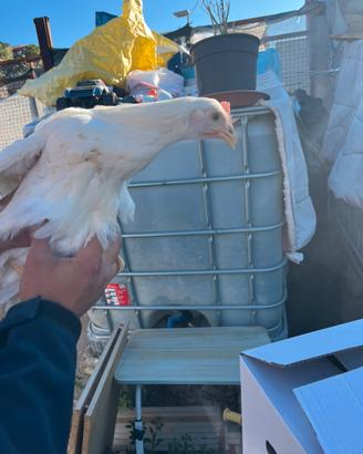 Galline livornesi