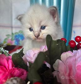 Simil Ragdoll originali