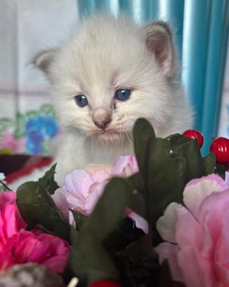 Simil Ragdoll originali