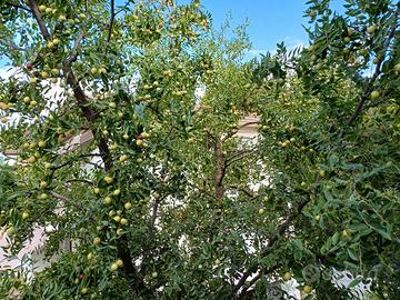 Giuggiole da raccogliere