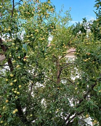 Giuggiole da raccogliere