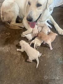 Labrador