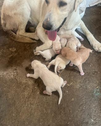 Labrador