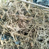 RADICI DI BAMBÙ (GRATIS) – GIÀ SECCHE!
LEGNA DA AR