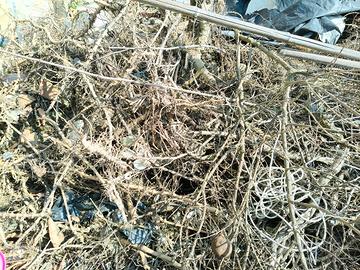 RADICI DI BAMBÙ (GRATIS) – GIÀ SECCHE!
LEGNA DA AR