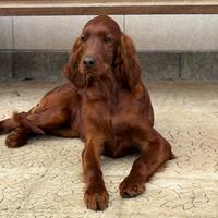 Setter