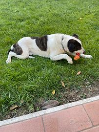 Cane taglia media