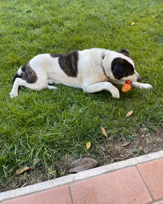 Cane taglia media