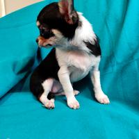 Cucciola di chihuahua