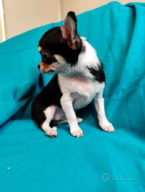 Cucciola di chihuahua