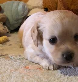 Maltipoo