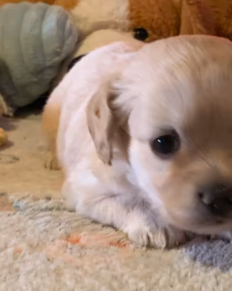 Maltipoo