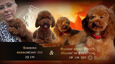 Barboncino rosso toy molto piccola