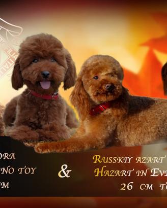 Barboncino rosso toy molto piccola