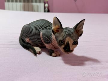 Cucciolo Sphynx maschio nato il 26/06/26