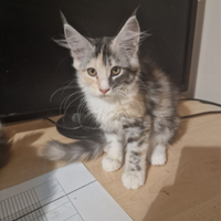 Cuccioli di Maine Coon AFSI TG.XXL