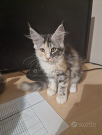 Cuccioli di Maine Coon AFSI TG.XXL